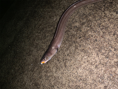 まさかまさかの化けアナゴ