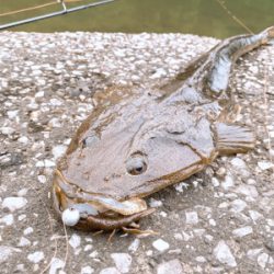 チニングのつもり…が！