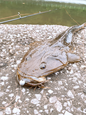 チニングのつもり…が！
