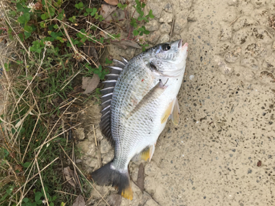 パターンハマらず