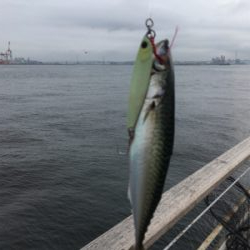 8時頃に小鯖だけは釣れまくり。。。