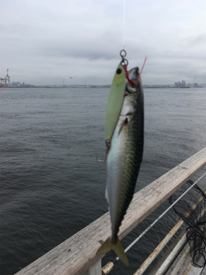 8時頃に小鯖だけは釣れまくり。。。