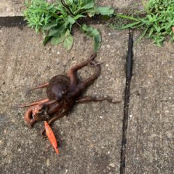 まぁまぁのサイズ♪