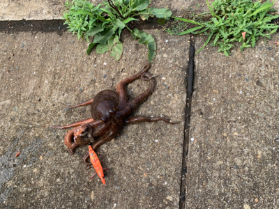 まぁまぁのサイズ♪