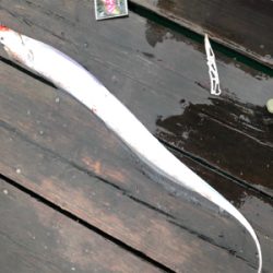 ライトショアジギング で大アジに太刀魚狙い