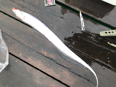 ライトショアジギング  で大アジに太刀魚狙…