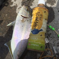 35センチのカンパチ三匹!やっぱり釣りは楽しいなー!