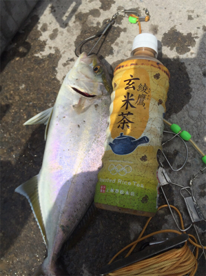 35センチのカンパチ三匹！やっぱり釣りは楽…