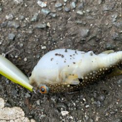 濁りあるがあたりなし