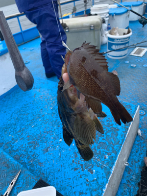 北の怪魚を求めて