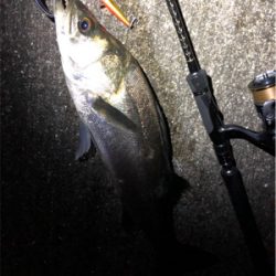 大阪シーバスパトロール