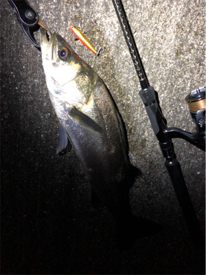 大阪シーバスパトロール