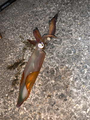 ケンサキイカ②