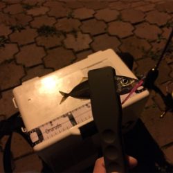 癒しの豆アジング