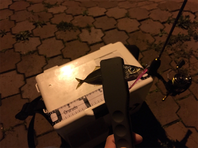 癒しの豆アジング