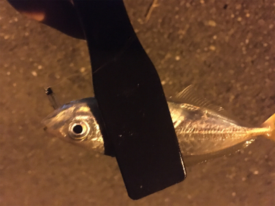 成長を感じられるアジたち