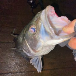 ナイトシーバスでまさかの(笑)