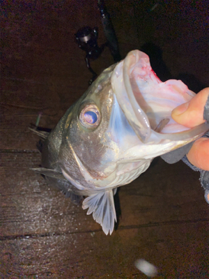 ナイトシーバスでまさかの（笑）