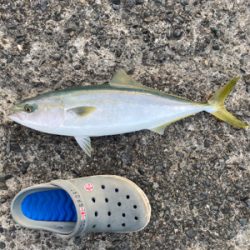 ベイトを追えば青物にあえる