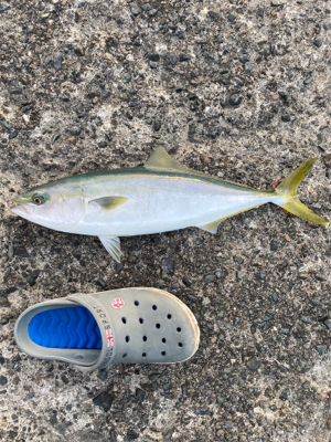 ベイトを追えば青物にあえる