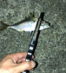 アジングナイト☽