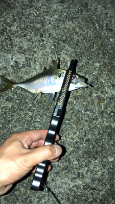 アジングナイト☽