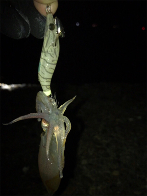 ケンサキイカ調査(^.^)