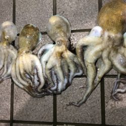 レッツタコパ！