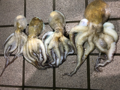 レッツタコパ！