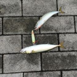 今朝も小鯖は場所次第で爆釣w