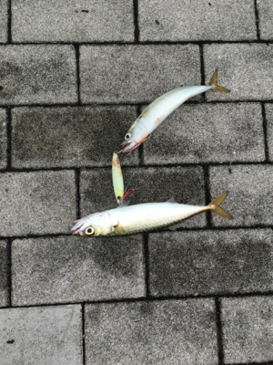 今朝も小鯖は場所次第で爆釣w