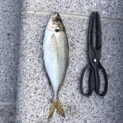 アジ釣り