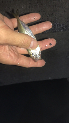 久しぶりの島根ライトゲーム