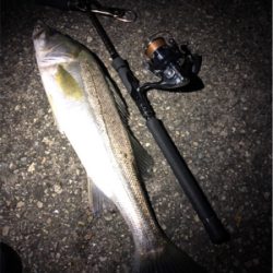 大阪シーバスパトロール