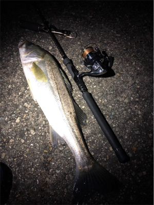 大阪シーバスパトロール