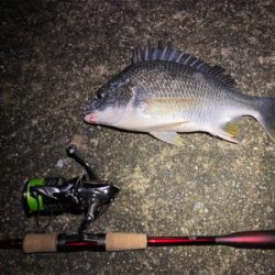 チニング 横ではハクボイル