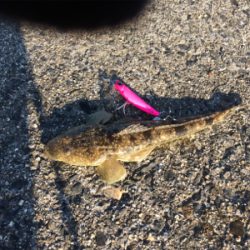 マゴチフィッシング