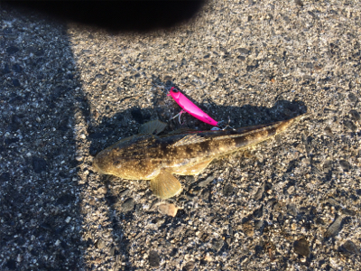 マゴチフィッシング