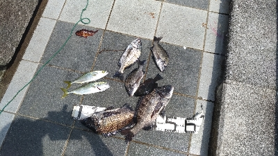 7/5釣果○尺アジ釣れだしました！チヌツバ…