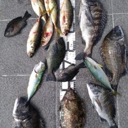 7/19釣果尺アジチヌバリグレツバス