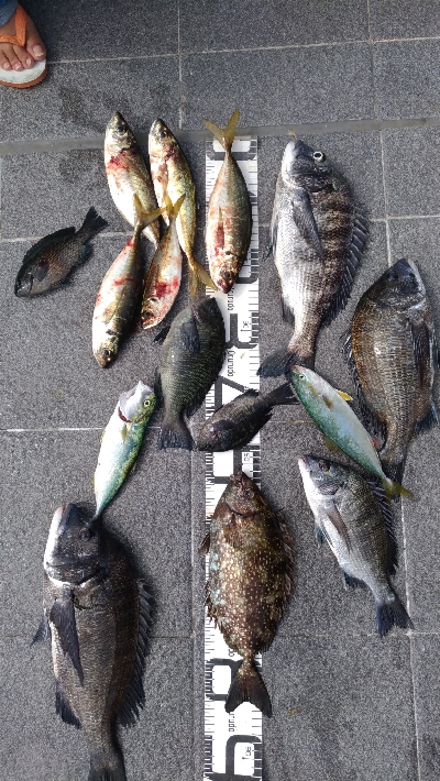7/19釣果尺アジチヌバリグレツバス
