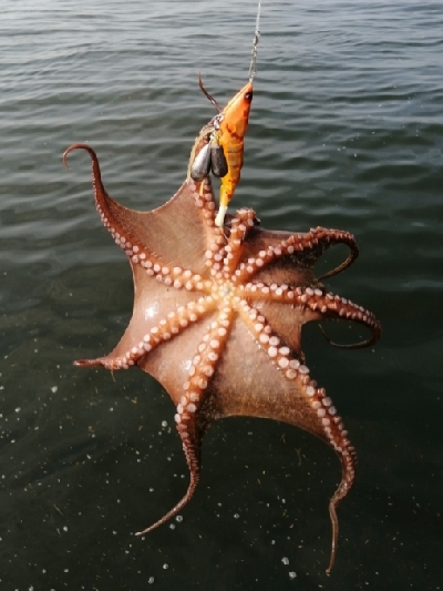 タコ専用ロッド