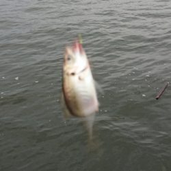 アジ サバ カタクチイワシ