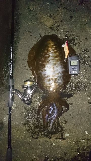 腰かけエギング