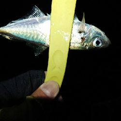 追い風ポイント。