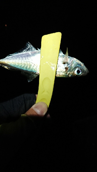 追い風ポイント。