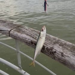 コスモで（小）サバゲー