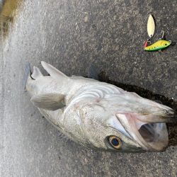 サゴシ、カマス狙いが。。。