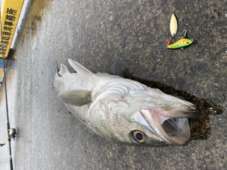 サゴシ、カマス狙いが。。。