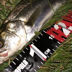 円山川シーバス